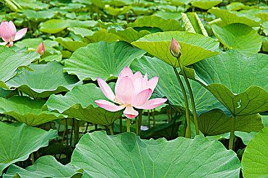 Steam冬季特卖现已开启 《博德之门3》首次打折